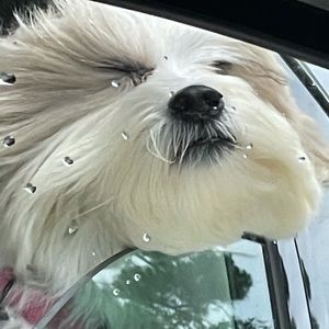 Meet your Posher, Avery